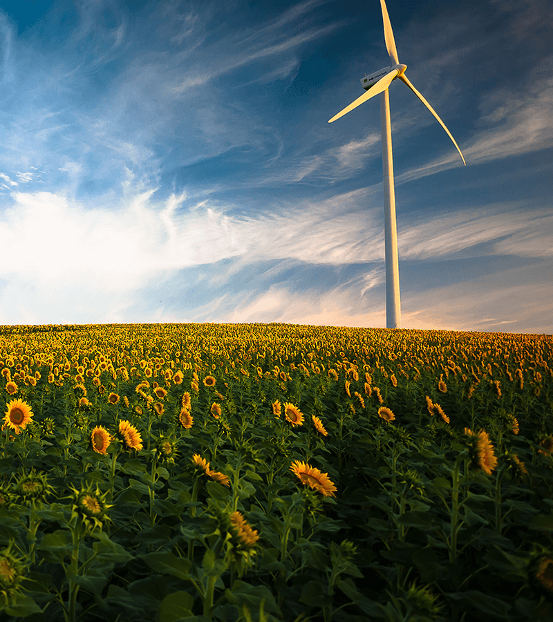 campo di girasoli con pala eolica
